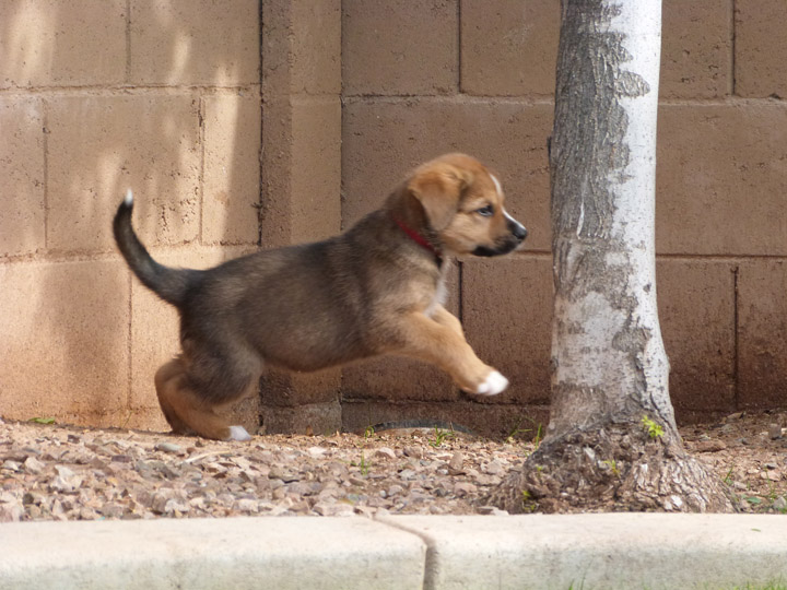 chinook dog